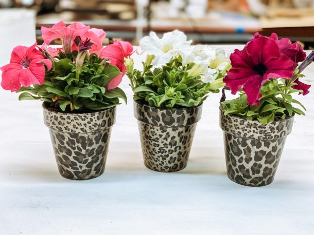 Mini flower pots covered in cheetah print with pink and white flowers planted in them.